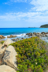 Green plants on Porto Giunco beach, Sardinia island, Italy