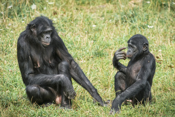 Bonobo et son petit