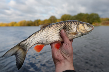 Chub in fisherman's hand