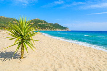 Small green palm tree on Capo Boi beach, Sardinia island, Italy