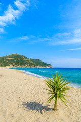 Obraz premium Small green palm tree on Capo Boi beach, Sardinia island, Italy