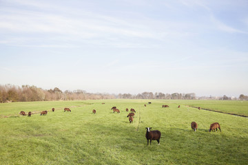 brown sheep in dutch meadow near utrecht