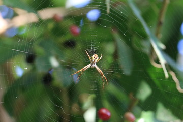 Spider and spiderweb