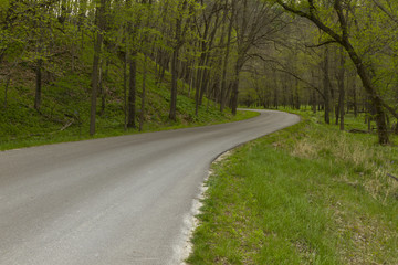 Fototapeta na wymiar Road In Woods Spring