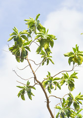 green tree and blue sky