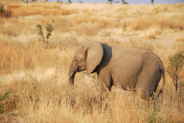 Obraz na płótnie Canvas One day of safari in Tanzania - Africa - Elephants