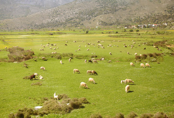 Fototapeta na wymiar Large flock of sheep in the mountains