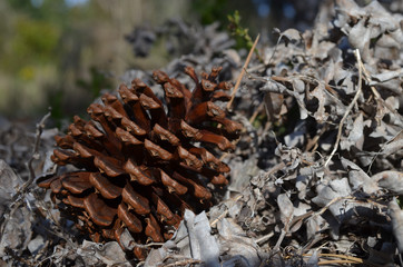 large pine cone in the Patagonian steppe, Bariloche