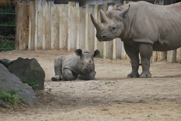 Fototapeta premium Nashornmutter mit Kind