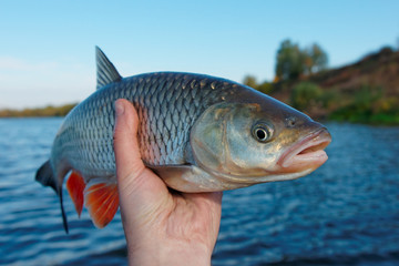 Big chub in fisherman's hand © Kondor83