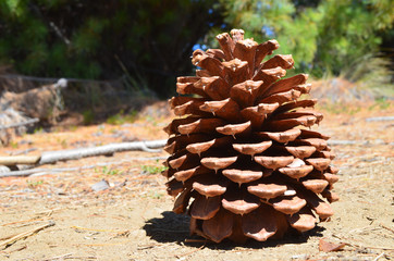 large pine cone in the Patagonian steppe, Bariloche