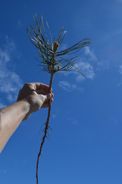 Lodgepole Pine Seedling With Long Taproot