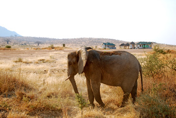 Fototapeta na wymiar One day of safari in Tanzania - Africa - Elephants