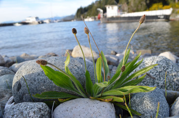 Narrowleaf plantain on shore of lake Nahuel Huapi © lembrechtsjonas