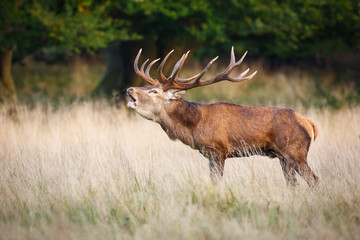 Red deer