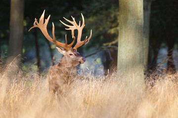 Red deer