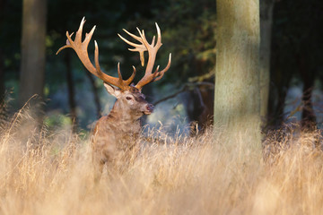 Red deer