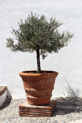 olive tree in vintage terracotta flowerpot © chrupka