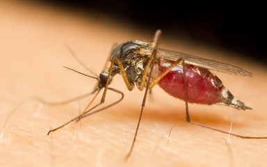 Close-up of a mosquito sucking blood - obrazy, fototapety, plakaty