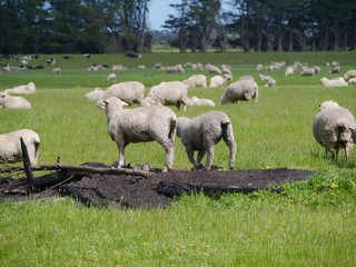 Obraz premium Australian sheep on the fields of Victoria in Australia