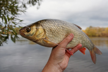 Big orfe in fisherman's hand