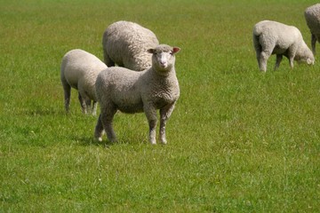 Fototapeta premium Australian sheep on the fields of Victoria in Australia