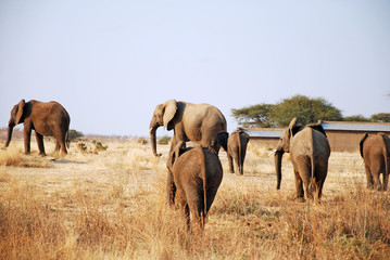 Fototapeta na wymiar One day of safari in Tanzania - Africa - Elephants