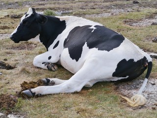 Ruminating cow in a Swedish field on the island Oeland