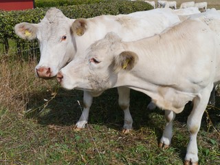 Blonde d aquitaine cows on the island Oeland of Sweden