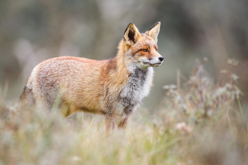 Red fox