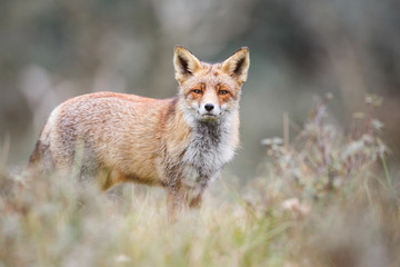 Red fox