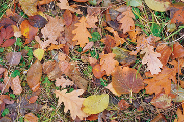 Autumnal Leaves Background