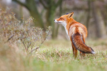 Red fox