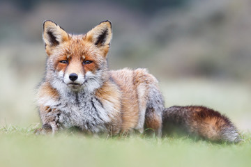 Red fox