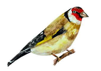 Obraz premium watercolor painting bird on branch. vector illustration