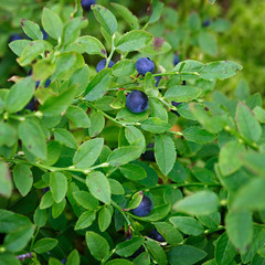Ripe blueberries on the bush branches