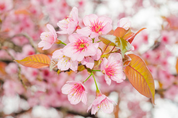 Thailand Sakura pink flower in ChiangMai, Thailand