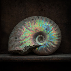 Ammonite