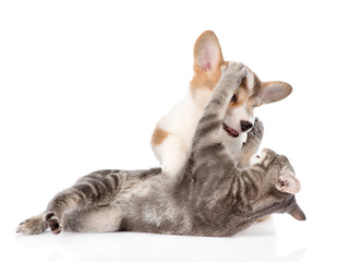 cat and dog fight. isolated on white background