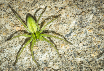 green spider