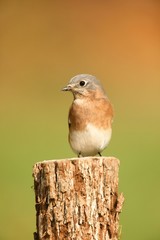 Eastern Bluebird with negative space