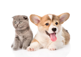 kitten and puppy in front. isolated on white background