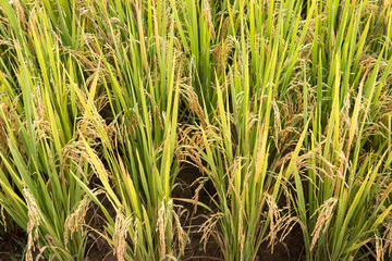rice field in thailand