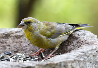 Bird feeding sunflower seeds from the feeder. Greenfinch. Cardue