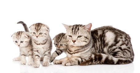 Plakat adult cat with kittens. isolated on white background
