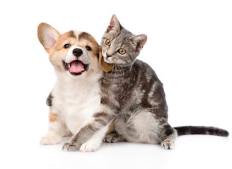 kat knuffelen Pembroke Welsh Corgi puppy. geïsoleerd op witte achtergrond
