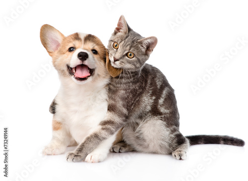 Pembroke Welsh Corgi Puppy Hugging Cat Isolated On White Backgr