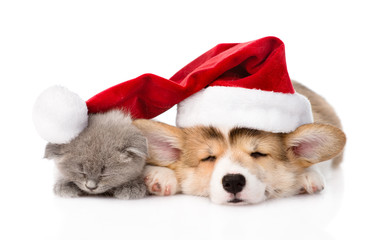 Fototapeta na wymiar sleeping Pembroke Welsh Corgi puppy and kitten with red santa ha