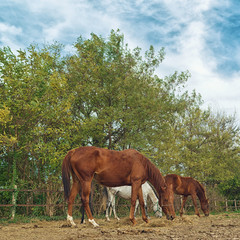 Obraz premium Grazing Horses on the farm ranch