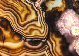 Pink and Brown Turritella Agate Pattern